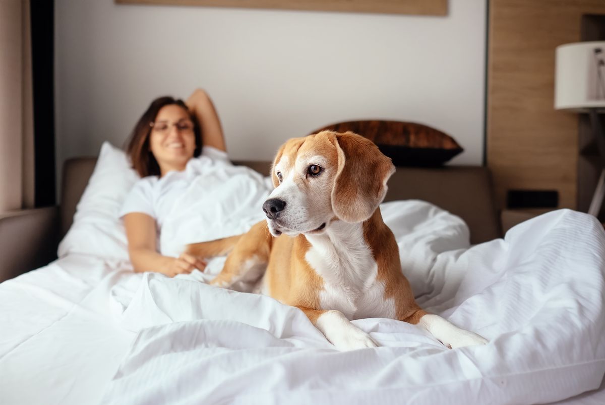 Overnatning på hunde- og kæledyrsvenlige hoteller i Werra.