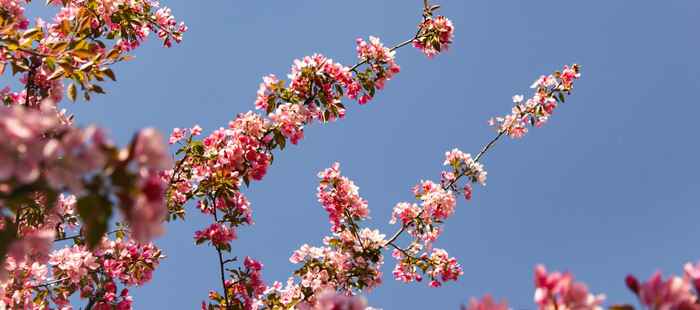 Early Bird: Spring Sale