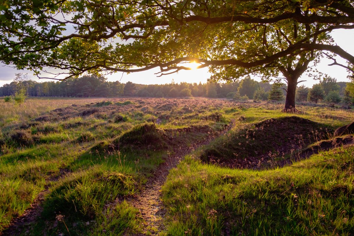 Gode hoteller og hotelpakker i Drenthe