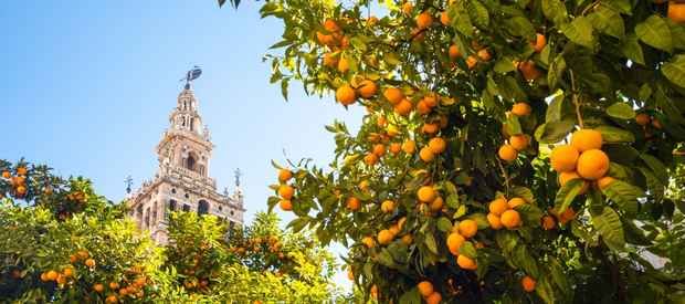 I hvilket kvarter i Sevilla er det bedst at bo?