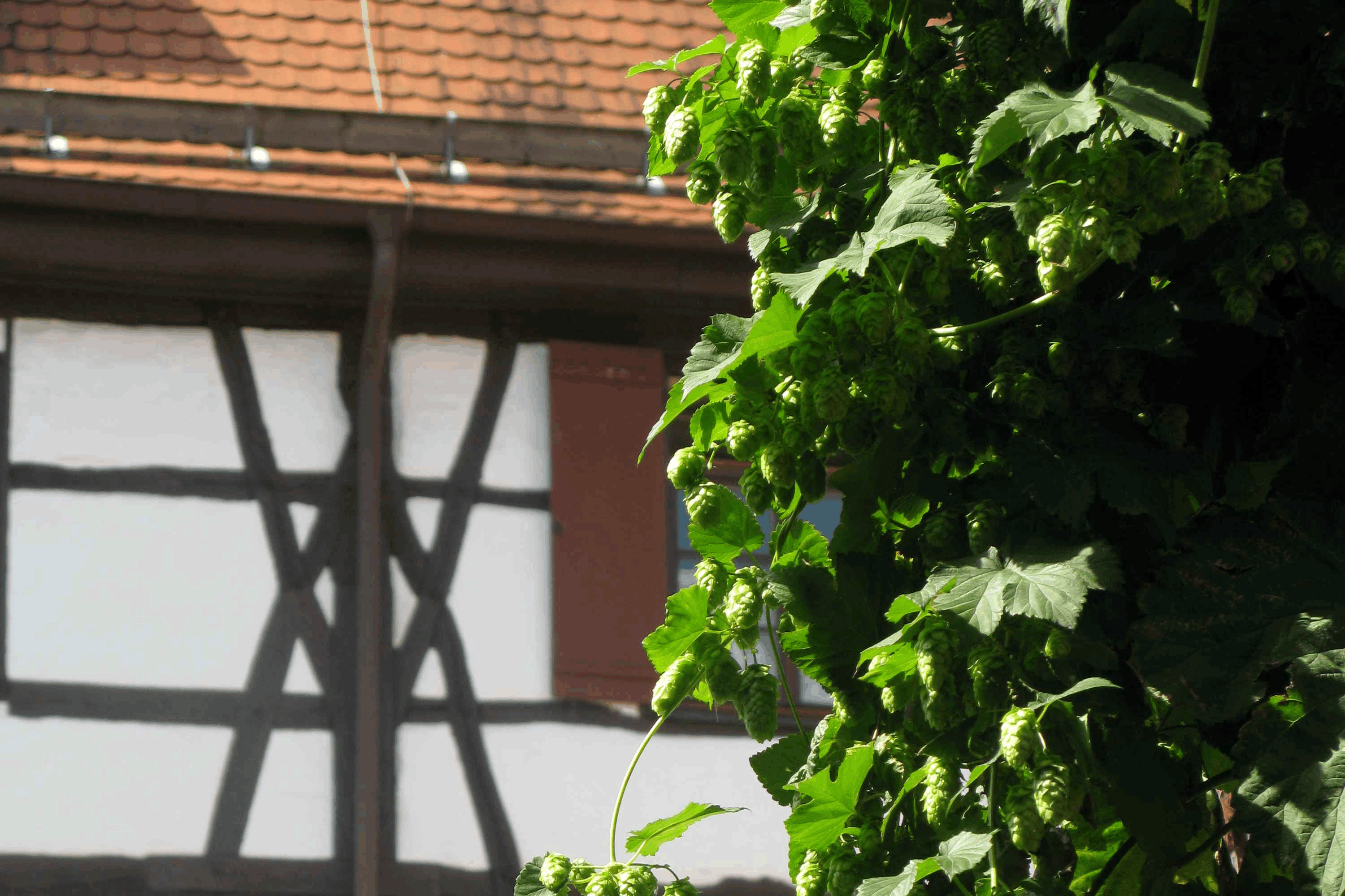 Omgivelser